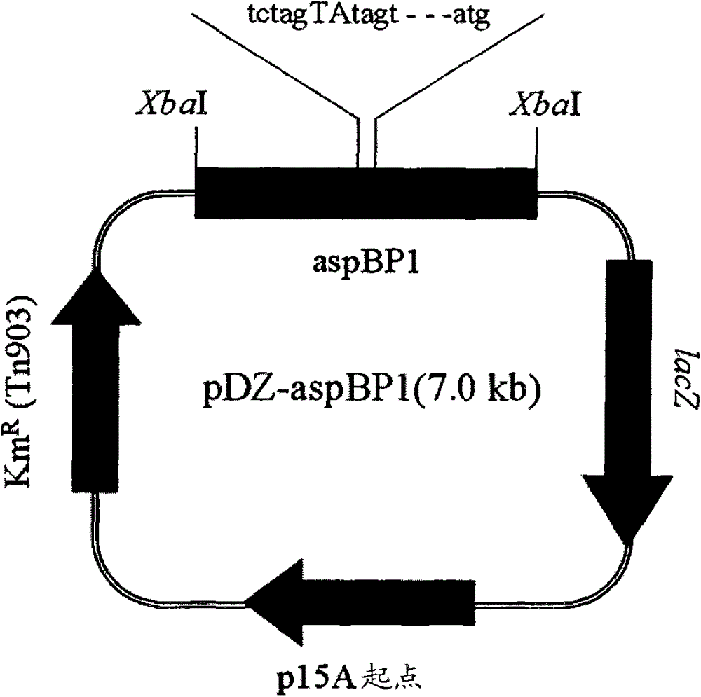 Enhanced promoter and method for producing L-lysine usinge the same