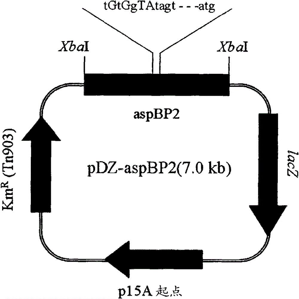 Enhanced promoter and method for producing L-lysine usinge the same