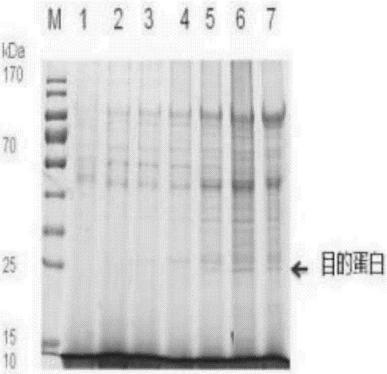 Haliotis discus hannaiinothioredoxin peroxidaseas well as preparation method and application thereof