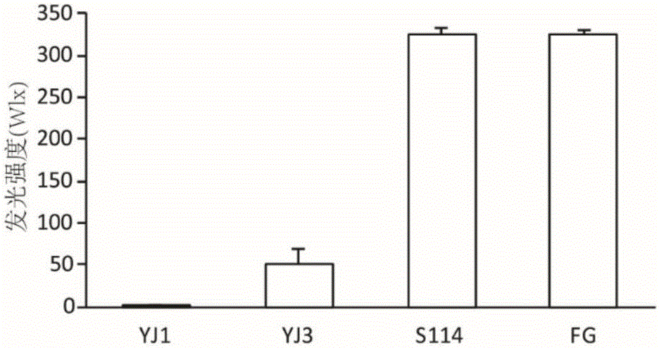 Ruegeria mobilis strain and application thereof