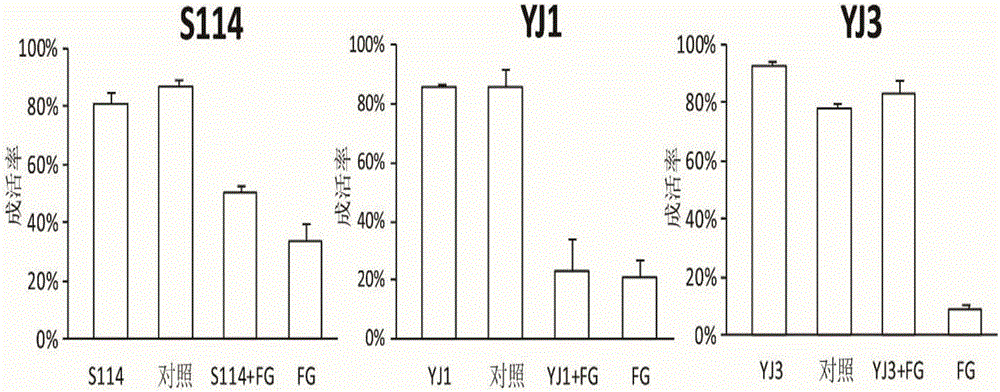 Ruegeria mobilis strain and application thereof