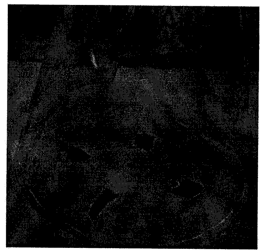 Method for high-efficiency cyclic regeneration of blackberry tissue culture seedling leaves