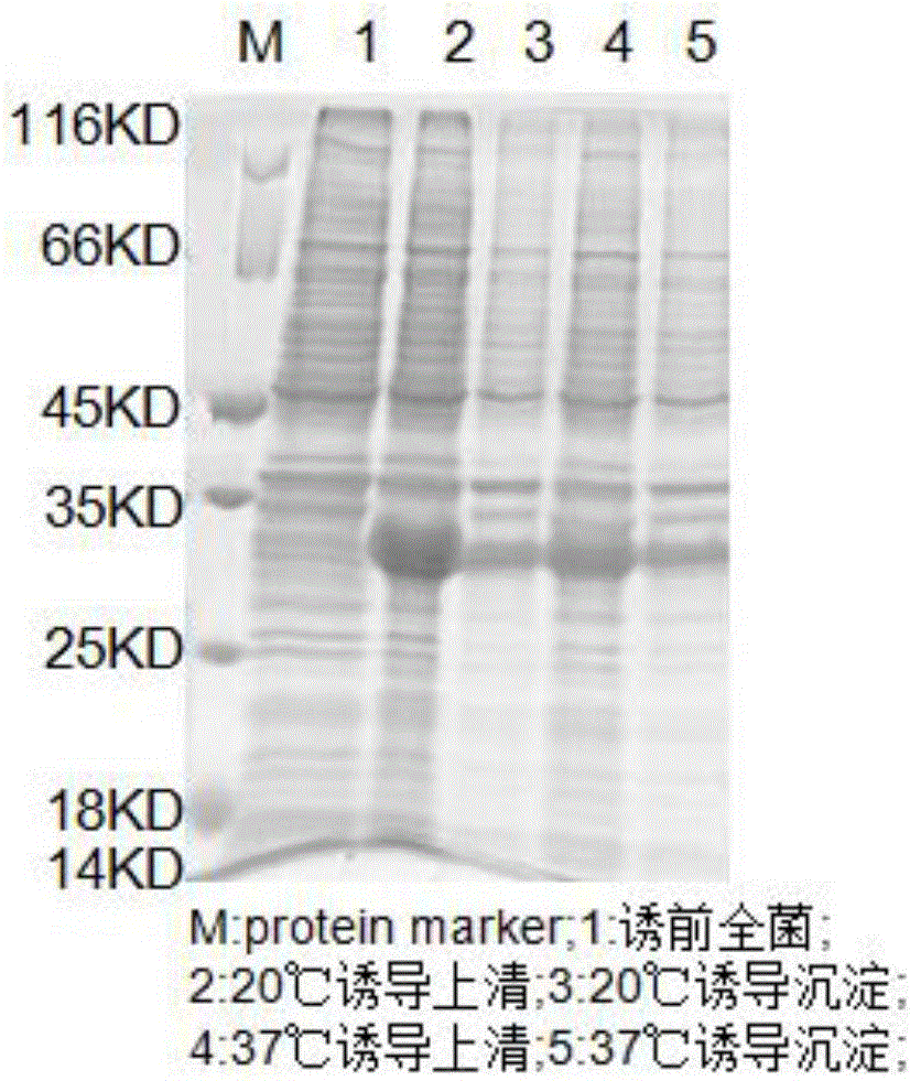 Fusion protein expression purification method