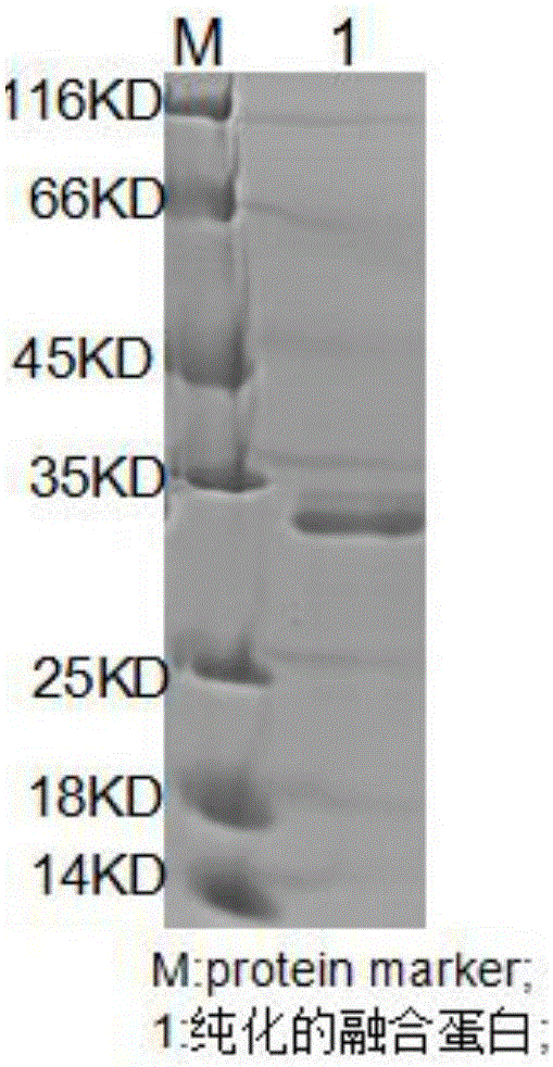 Fusion protein expression purification method