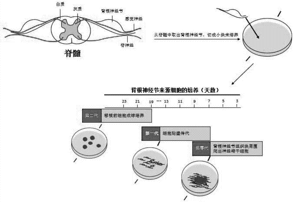 Method for isolating, culturing and differentiating neural crest stem cells from DRG (dorsal root ganglion)