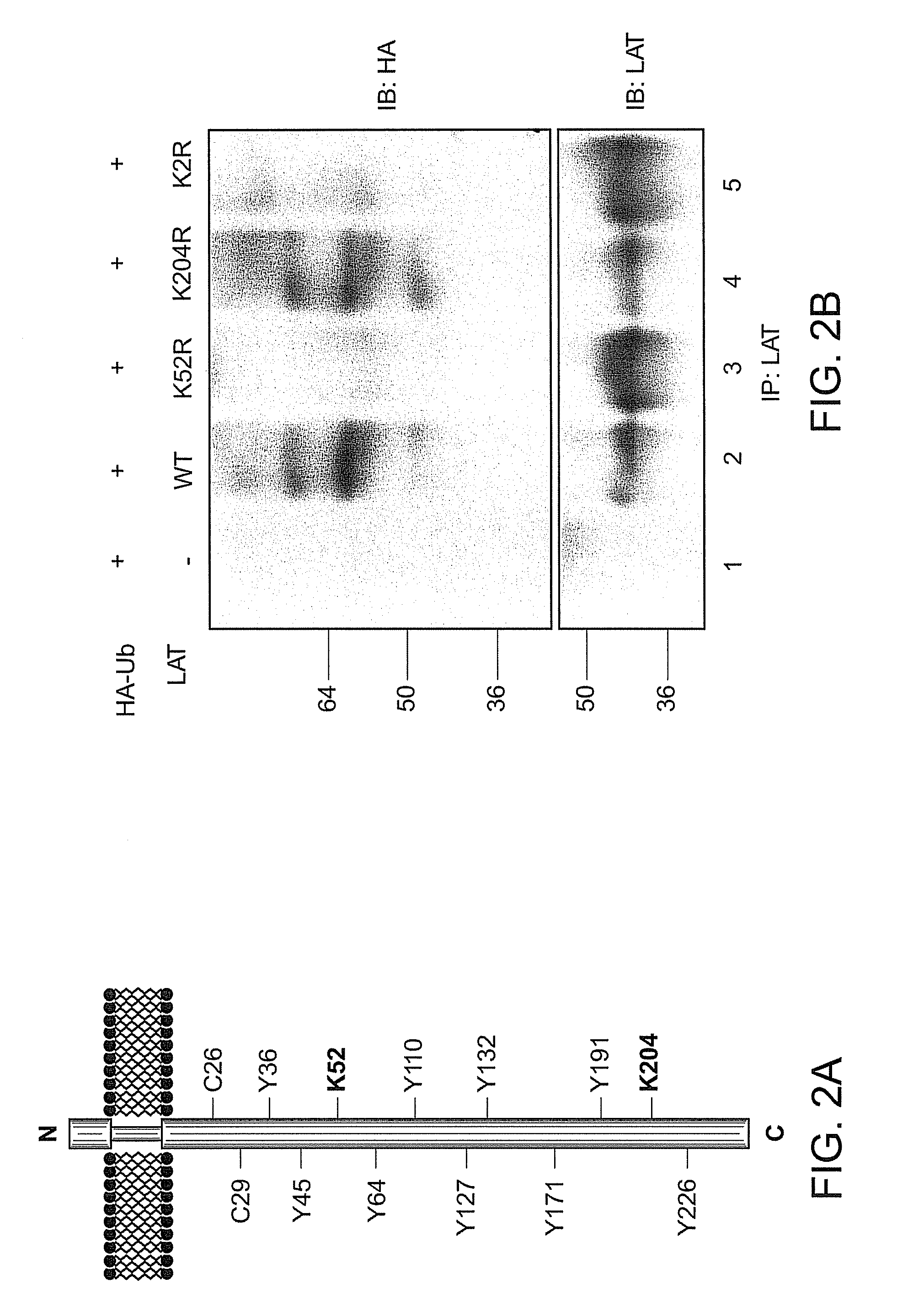 Lat adapter molecule for enhanced t-cell signaling and method of use