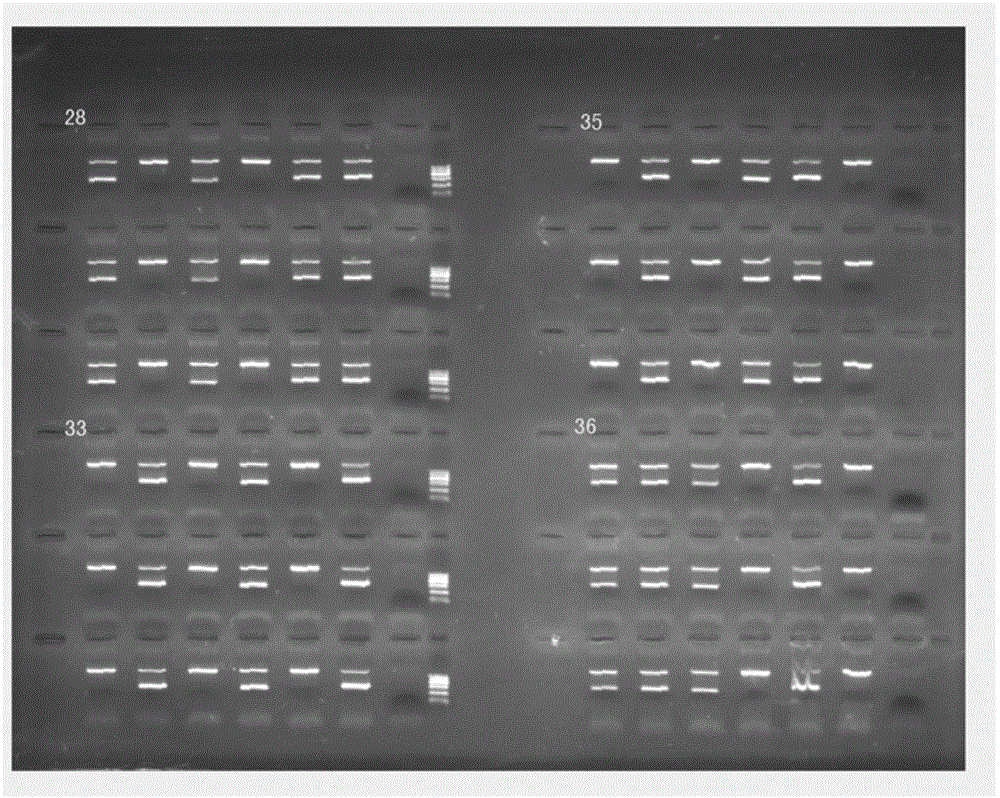 Primers for detecting polymorphism of CYP3A4, CYP3A5 and MDR1 genes with ARMs-PCR (amplification refractory mutation system-polymerase chain reaction) method and prepared kit