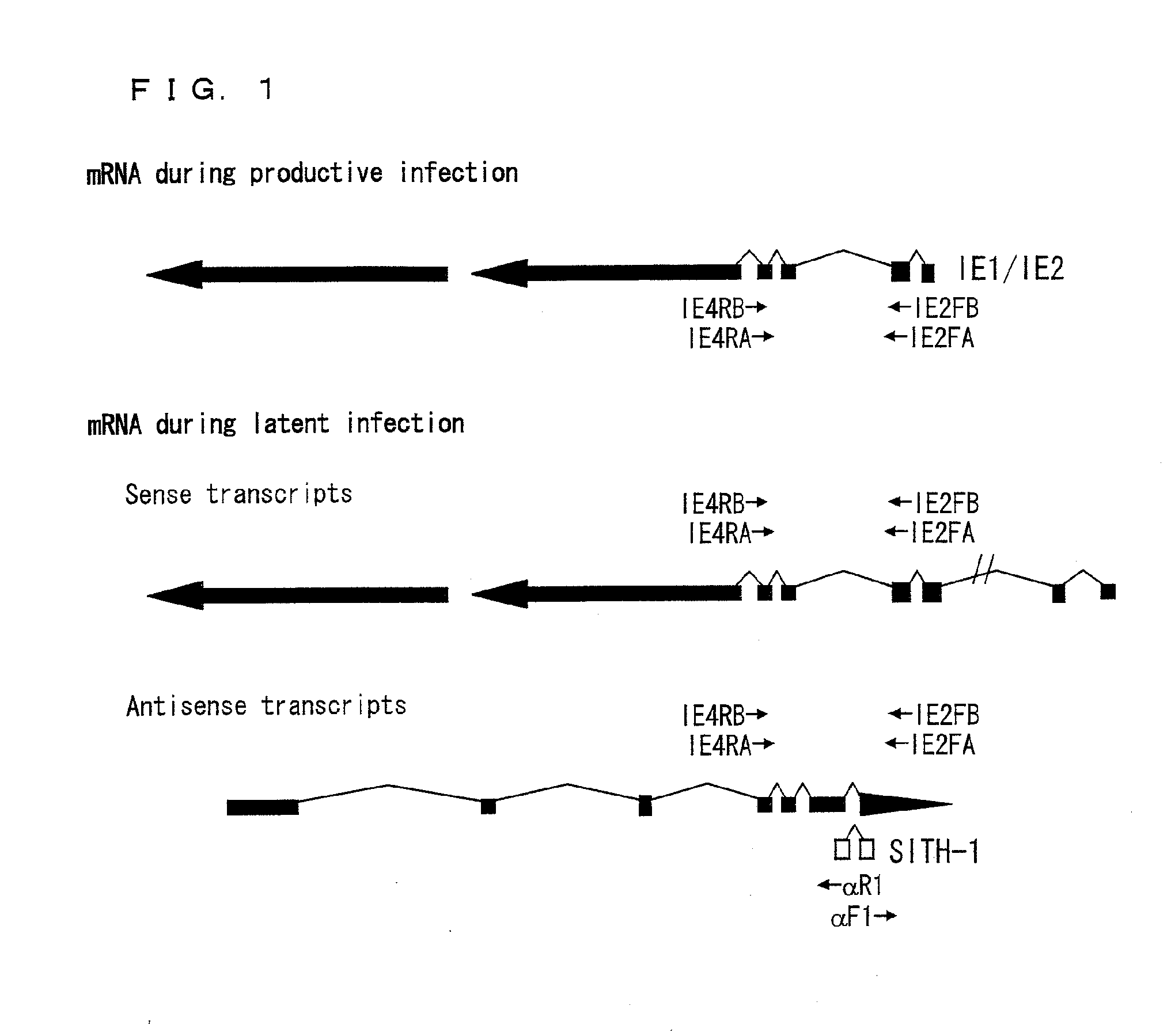 Factor involved in latent infection with herpesvirus, and use thereof