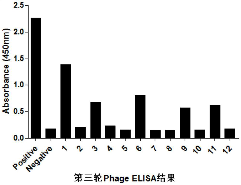 A kind of high-affinity edb-fn protein targeting peptide and its application