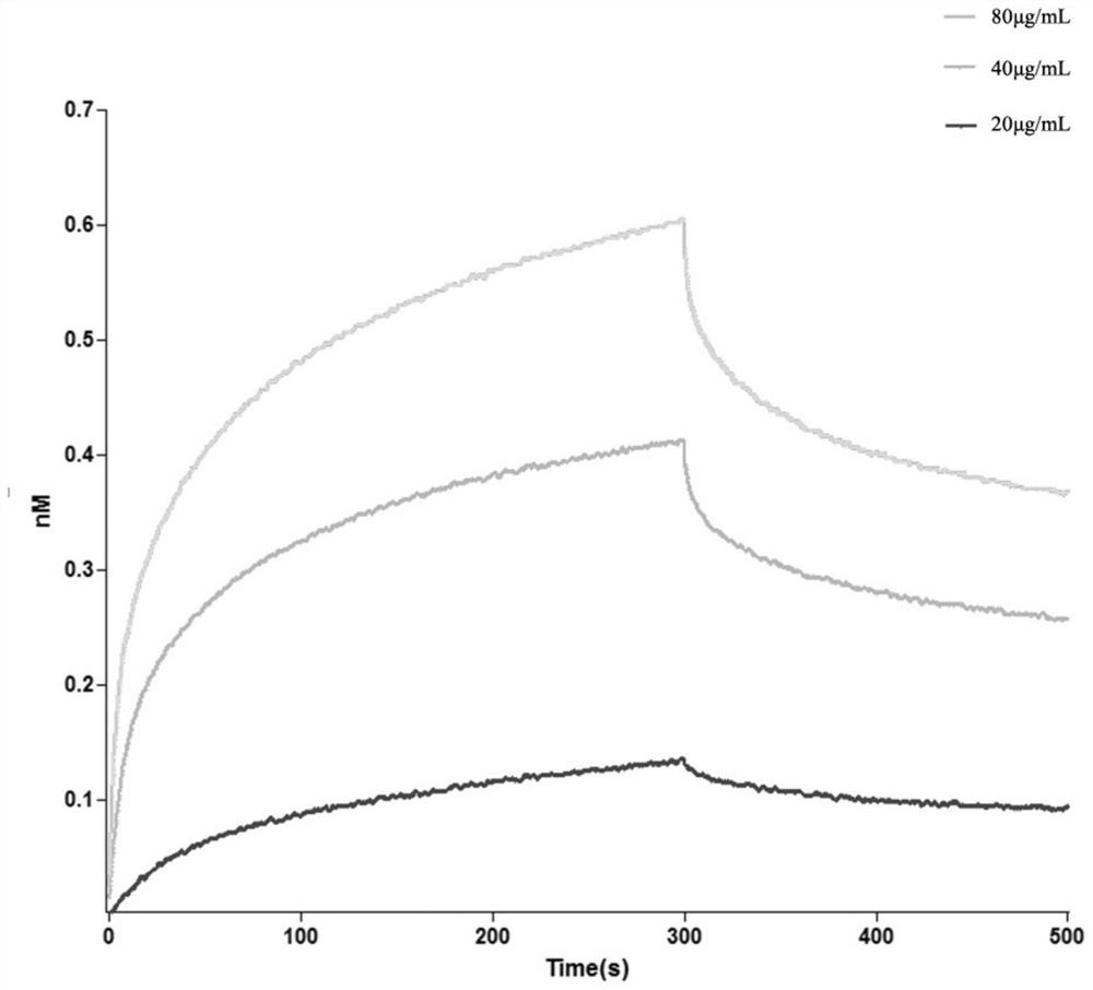 A kind of high-affinity edb-fn protein targeting peptide and its application