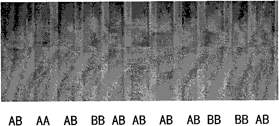 PPAR (Peroxisome Proliferator-Activated Receptor) alpha gene and application thereof as goose fat traits genetic markers