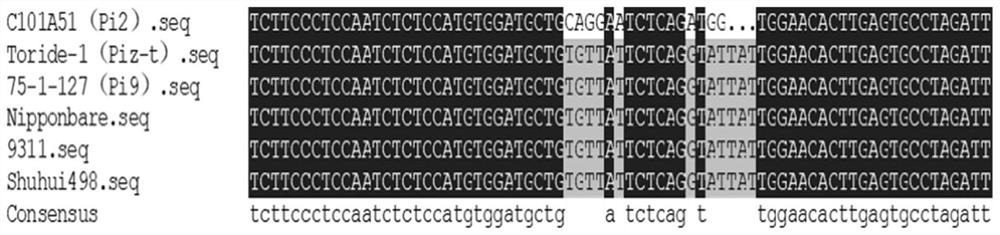 Co-dominant molecular marker of rice blast resistance gene pi2 and its detection method and application