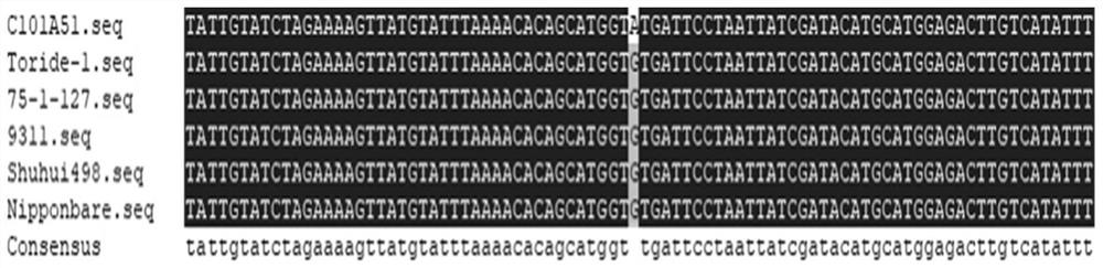 Co-dominant molecular marker of rice blast resistance gene pi2 and its detection method and application