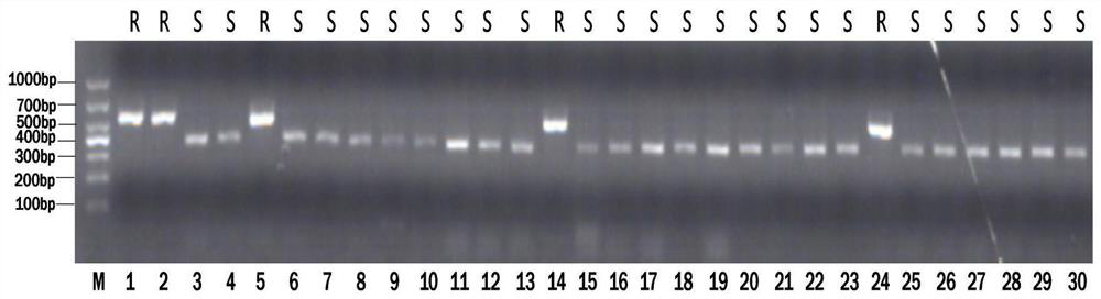 Co-dominant molecular marker of rice blast resistance gene pi2 and its detection method and application