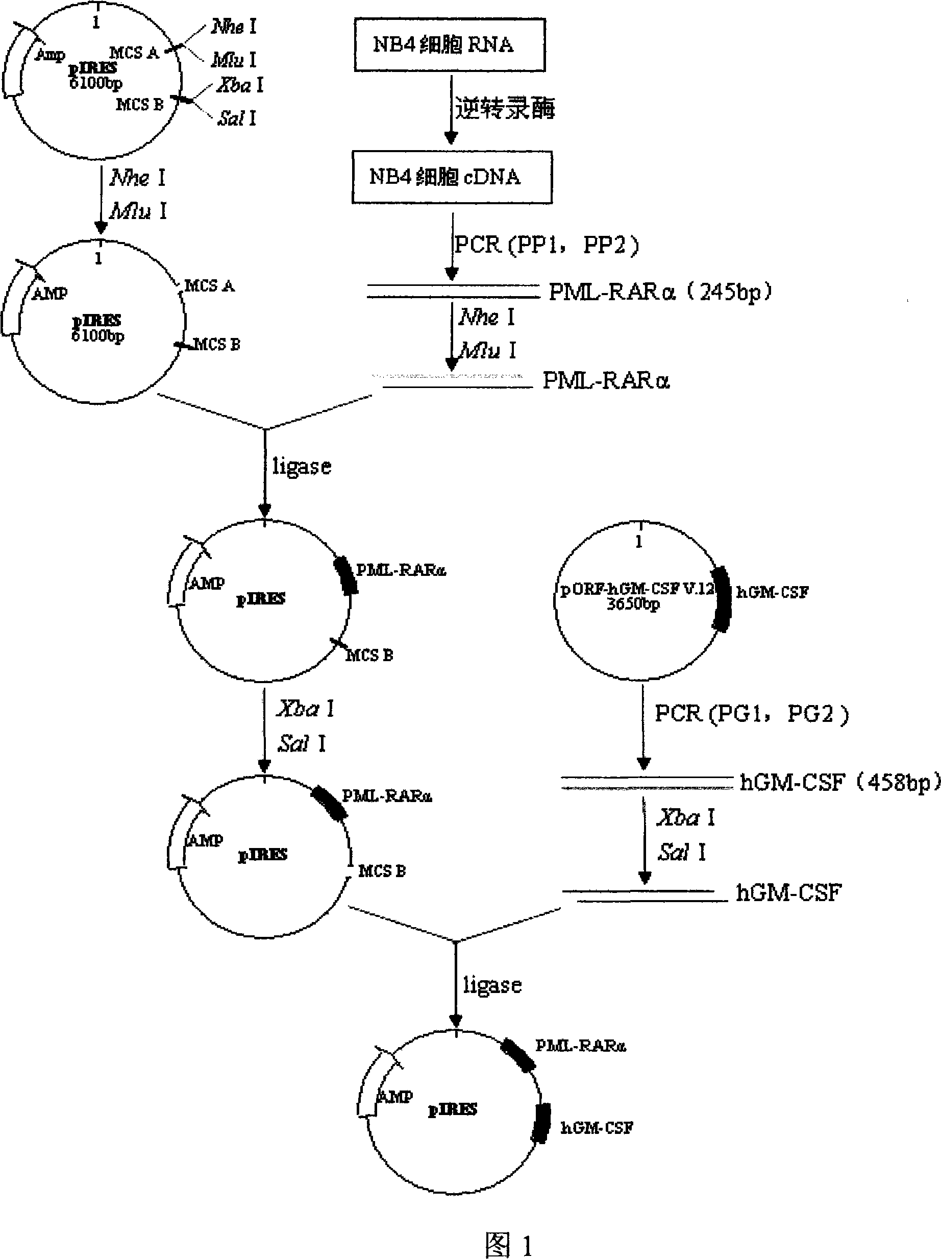 Acute promyelocytic leukemia DNA vaccine, preparing method thereof and applications