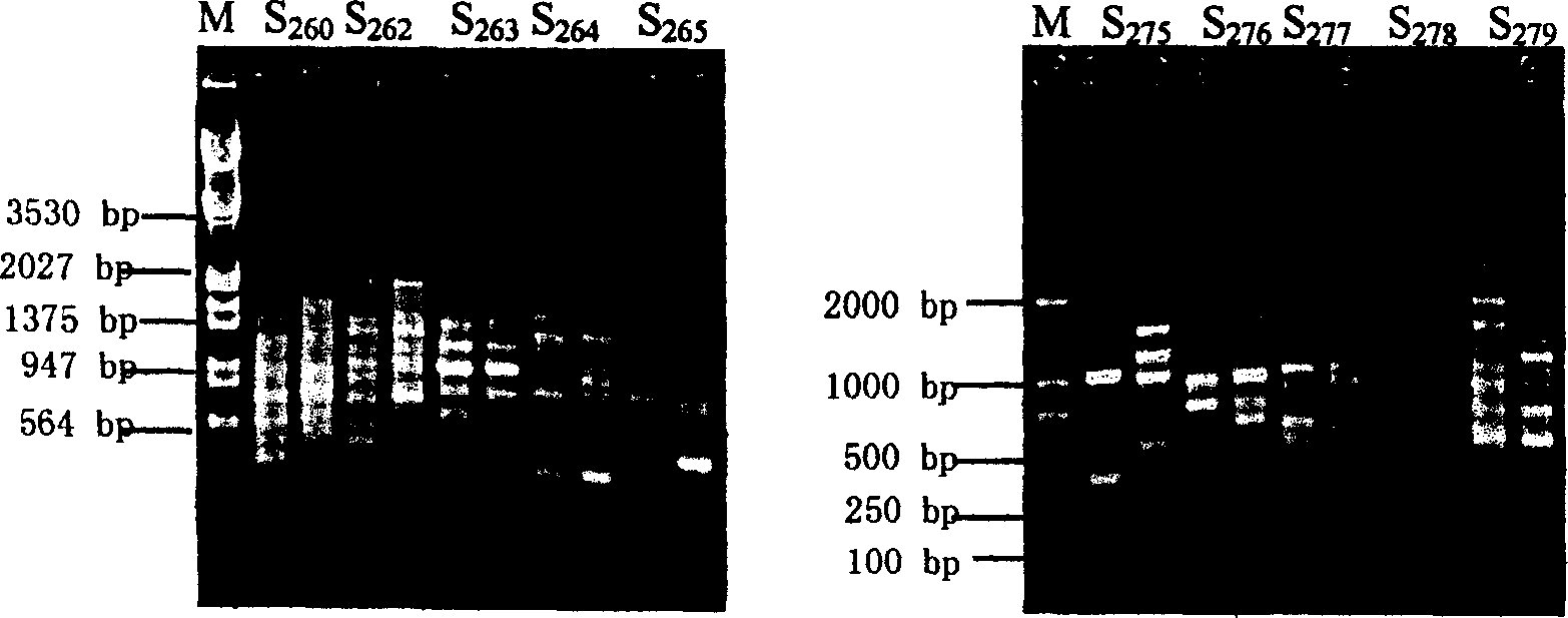 Mutagenic breeding method of high temperature resistant pasteur Du algae