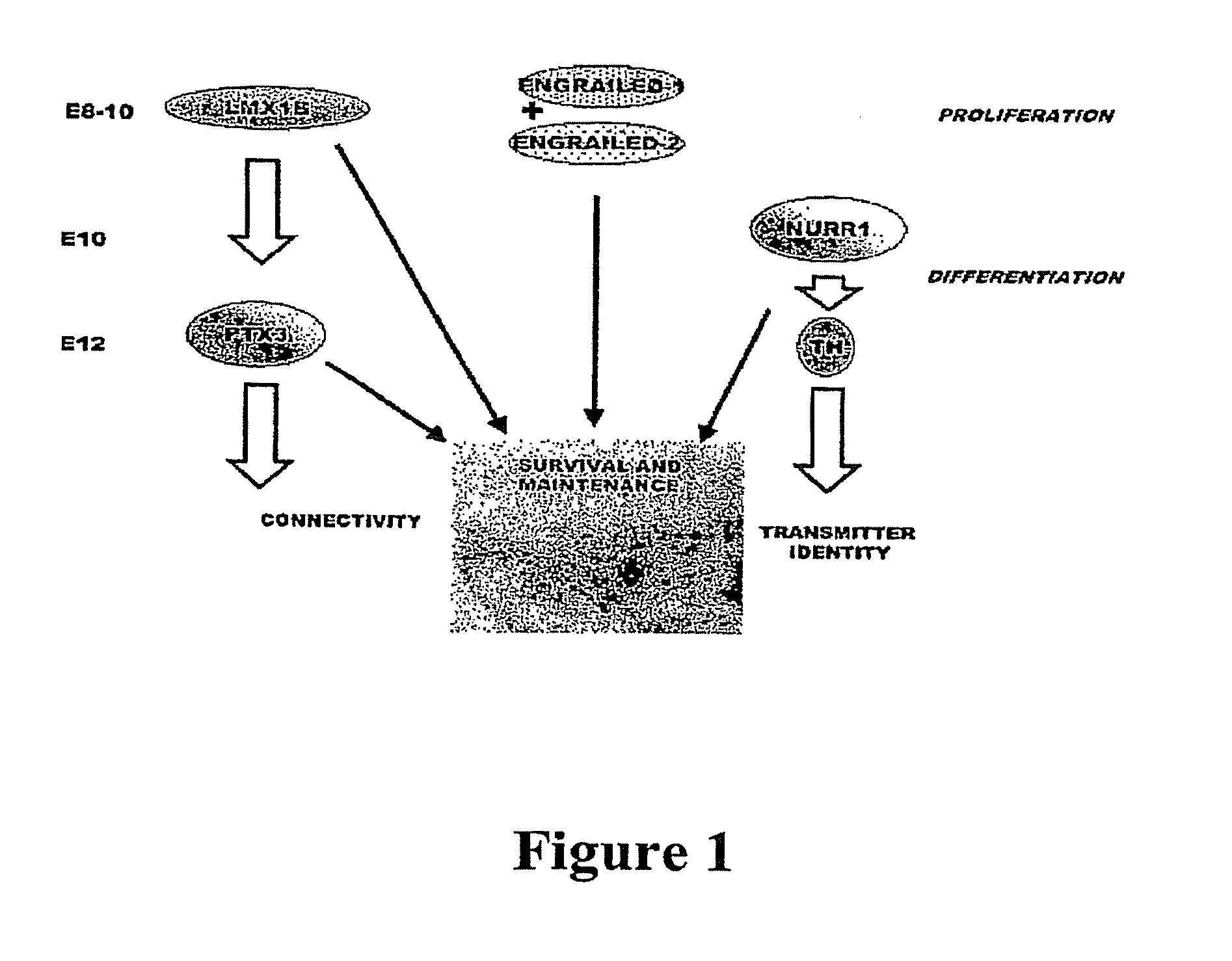 Methods and compositions for the treatment of parkinson's disease