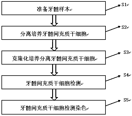 Culture method of dental pulp mesenchymal stem cells