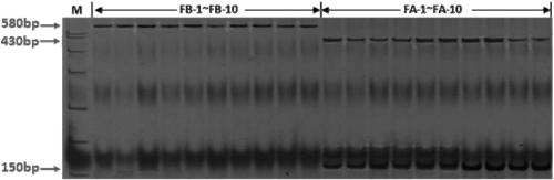 Development and application of molecular markers related to F-type three-line hybrid wheat male sterility gene