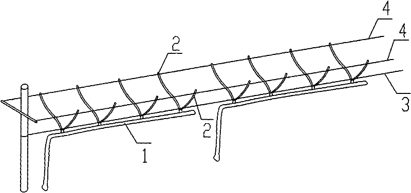 Trellis type grape cultivation method