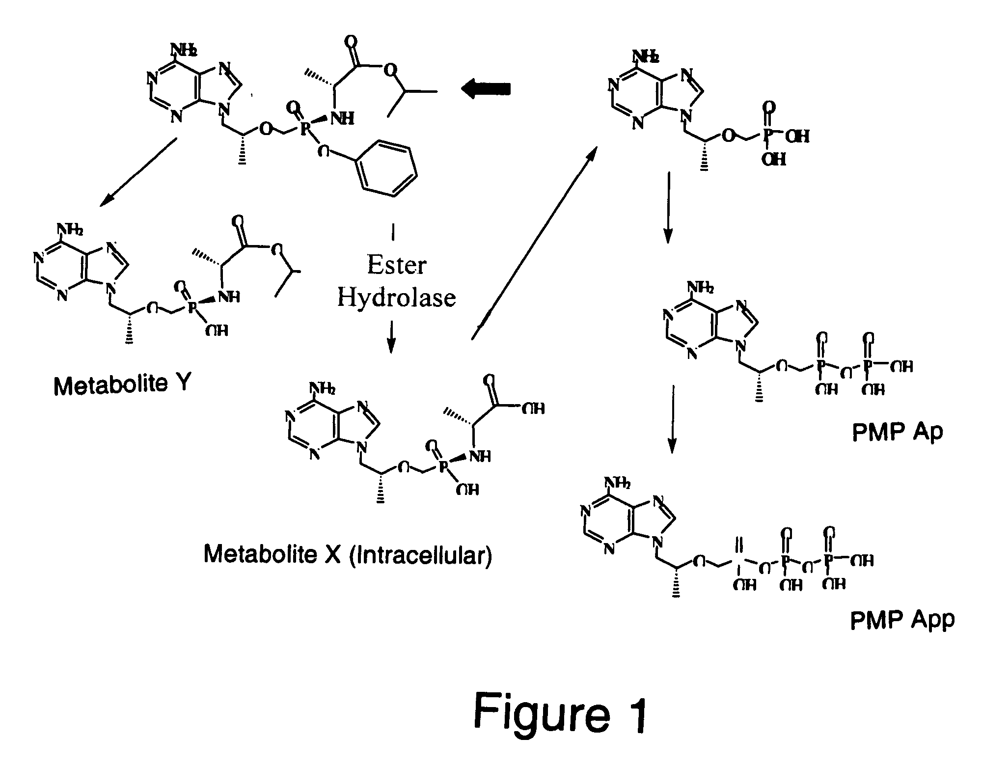 Methods and compositions for identifying therapeutic compounds with GS-9005 ester hydrolase A