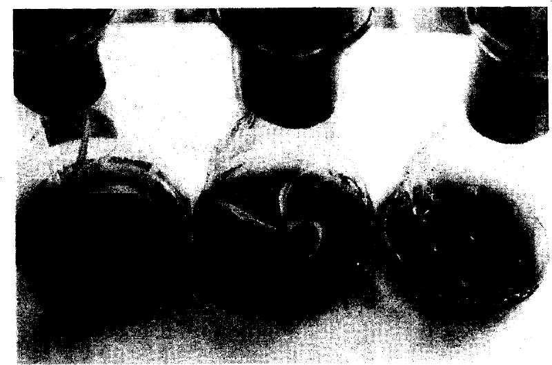 Method for agrobacterium mediated gene conversion of grass sorghum