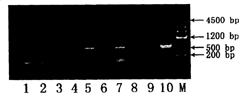 Method for agrobacterium mediated gene conversion of grass sorghum