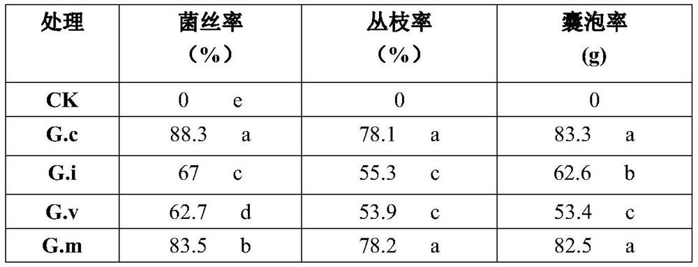 Portable arbuscular mycorrhizal fungus application method