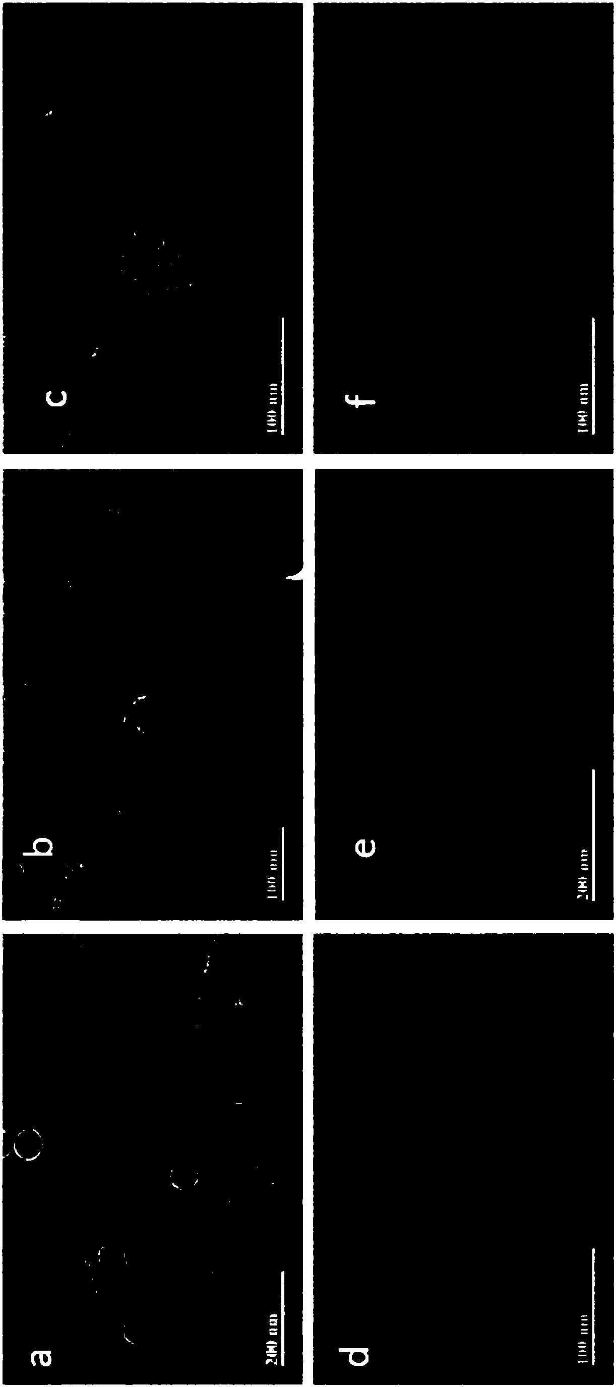 Vibrio alginolyticus bacteriophage and bactericidal composition containing same