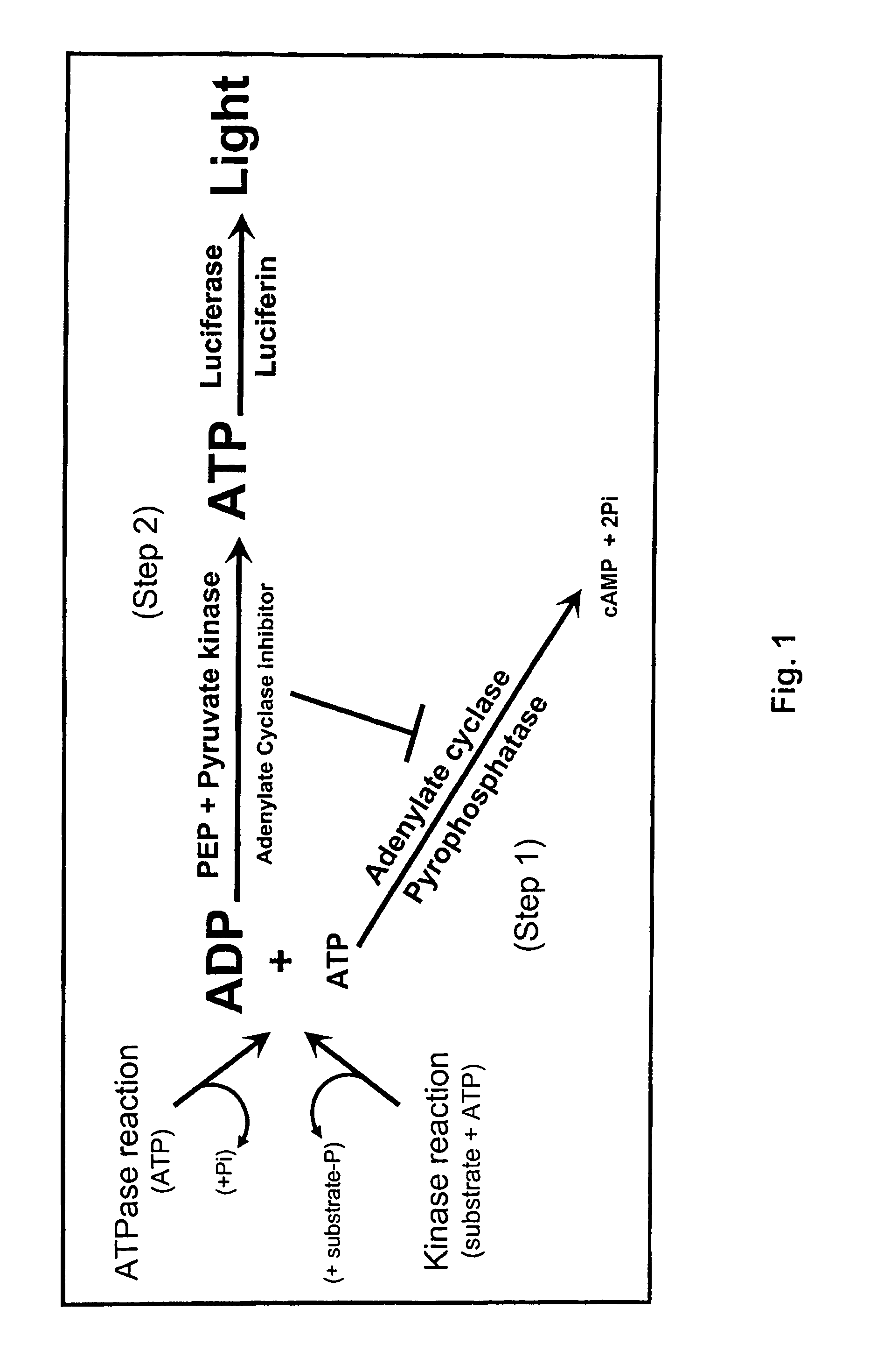 ADP detection based methods using adenylate cyclase and bioluminescence