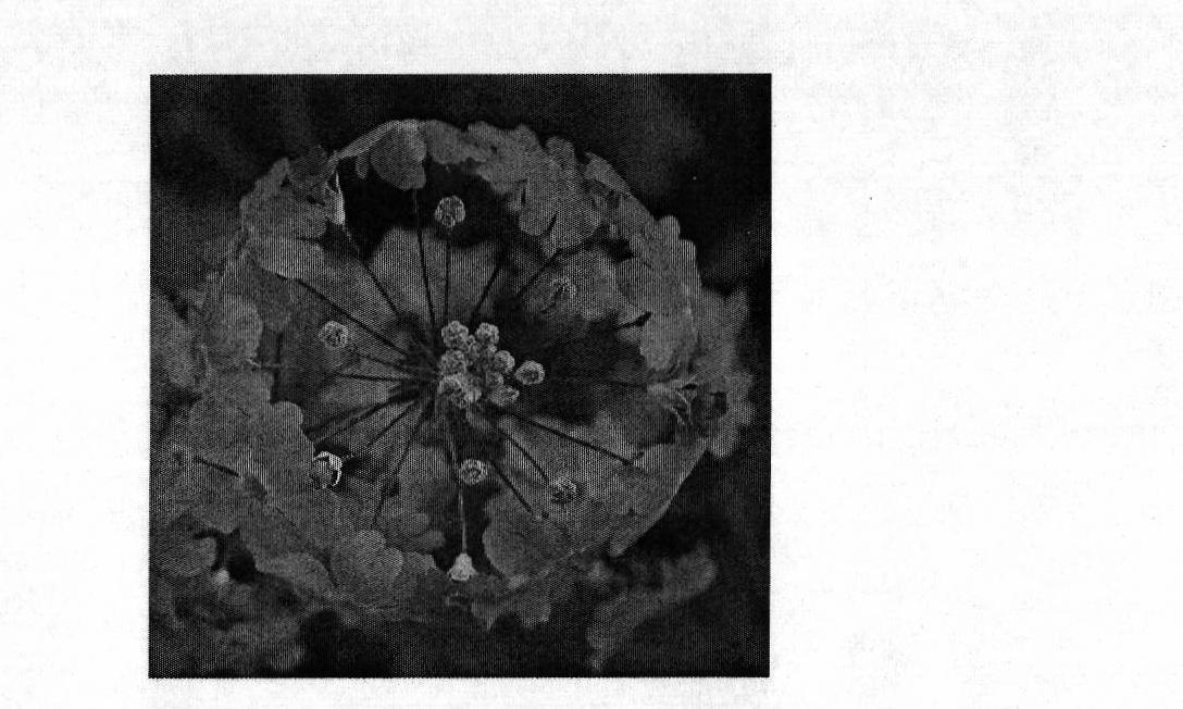 Breeding method of primula forbesii variety