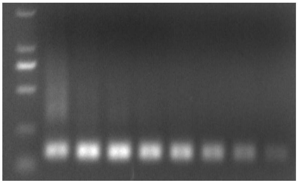 Fluorescent PCR primer group for specifically recognizing TYGPVFMSL peptide fragment and application thereof