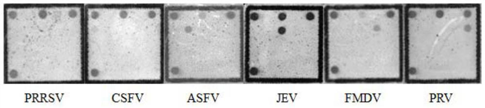 Kit for simultaneously detecting six common porcine viruses in Fukuotou raw material and product of Fukuotou raw material