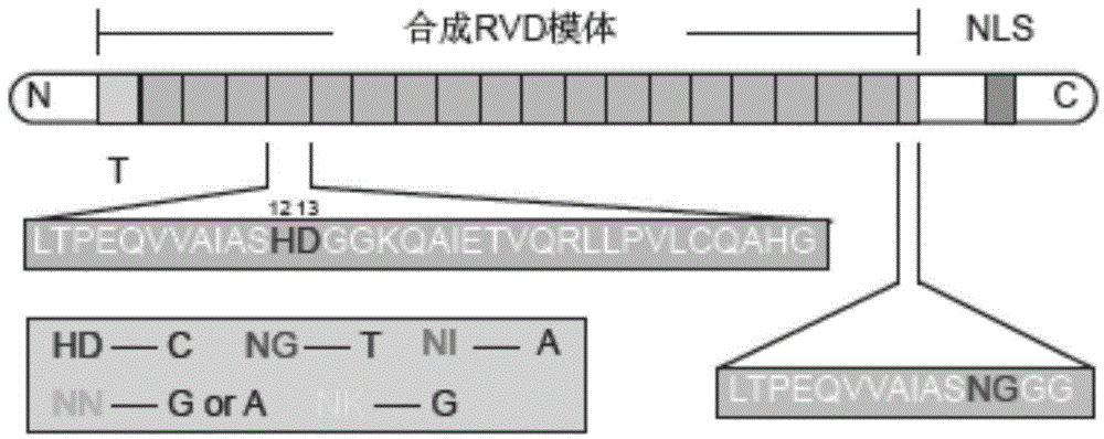 Modular construction of synthetic gene route in mammalian cell by TALE transcription suppressor