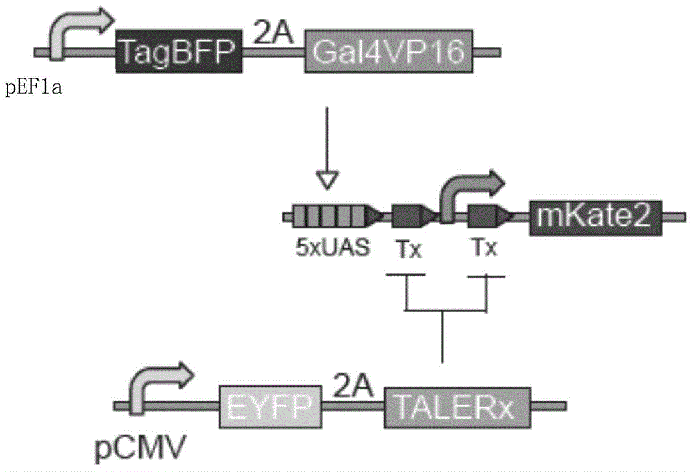 Modular construction of synthetic gene route in mammalian cell by TALE transcription suppressor