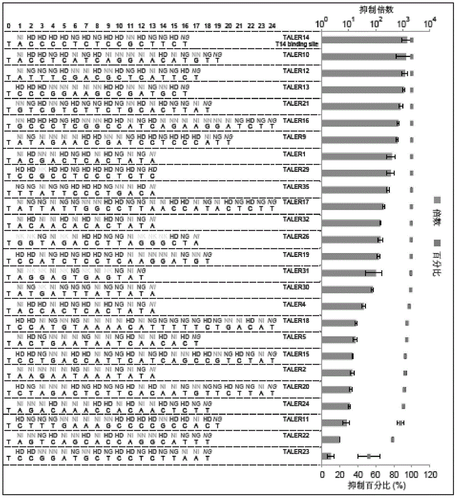 Modular construction of synthetic gene route in mammalian cell by TALE transcription suppressor