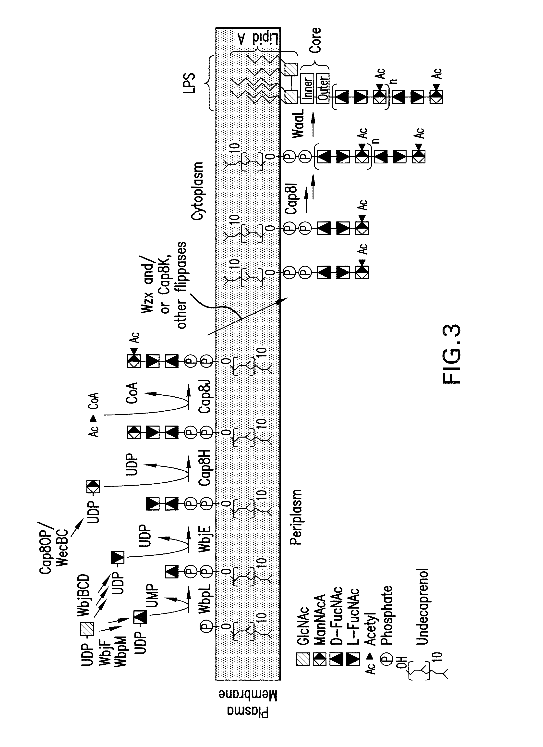 Capsular gram-positive bacteria bioconjugate vaccines