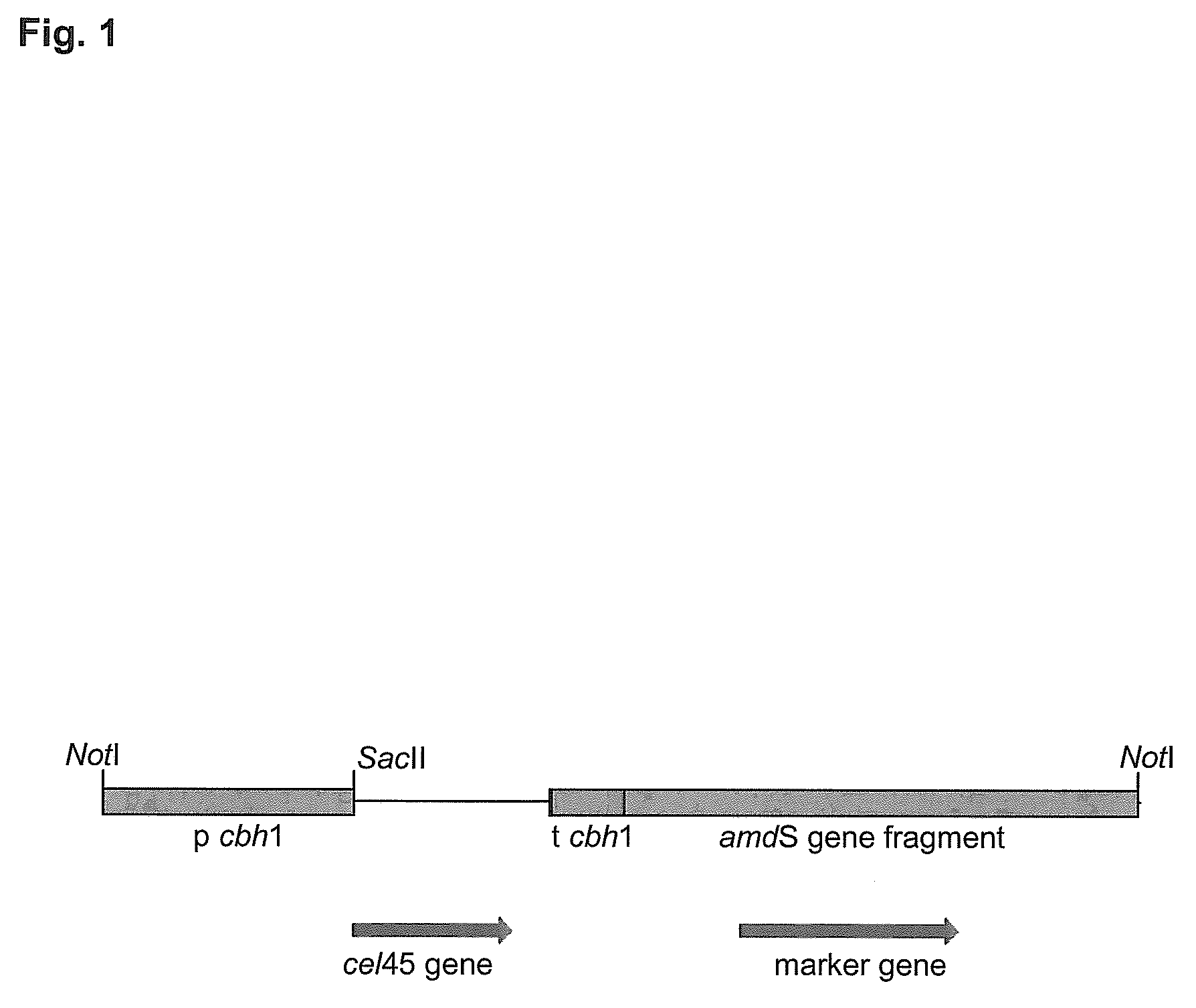 Fungal endoglucanases, their production and use