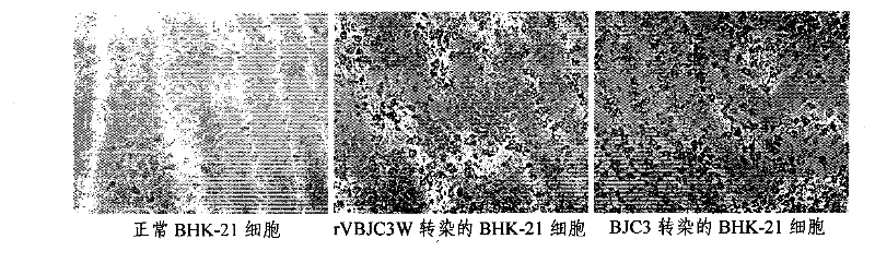 Method for constructing encephalomyocarditis virus infections clone