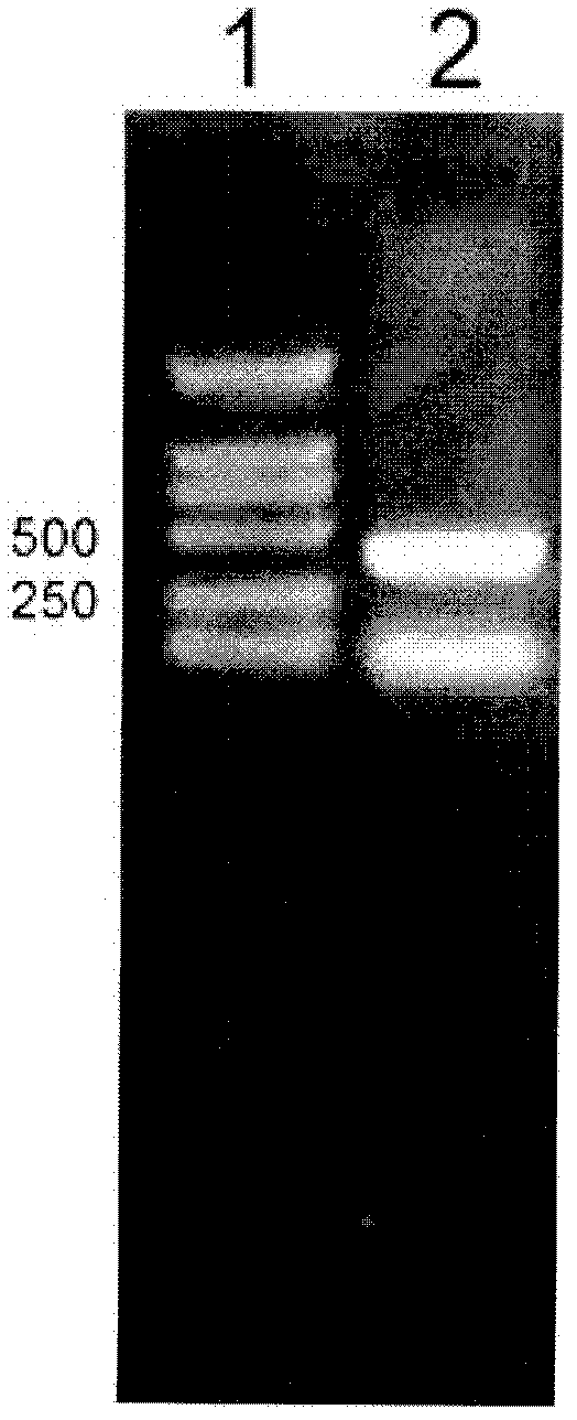 Cs rrm2 gene and application on cotton character improvement