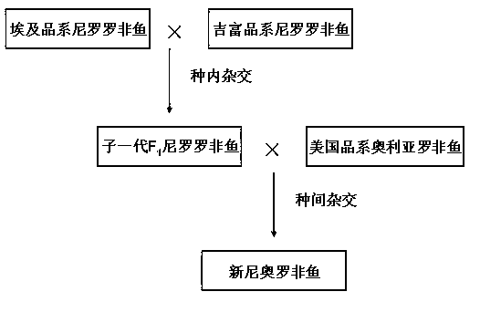 Method for producing seeds of new Nero-Aurea tilapia