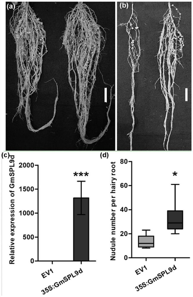 A method for improving plant nodulation nitrogen fixation efficiency