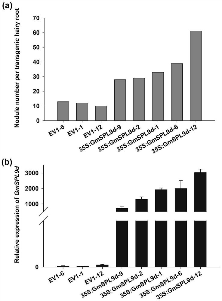 A method for improving plant nodulation nitrogen fixation efficiency