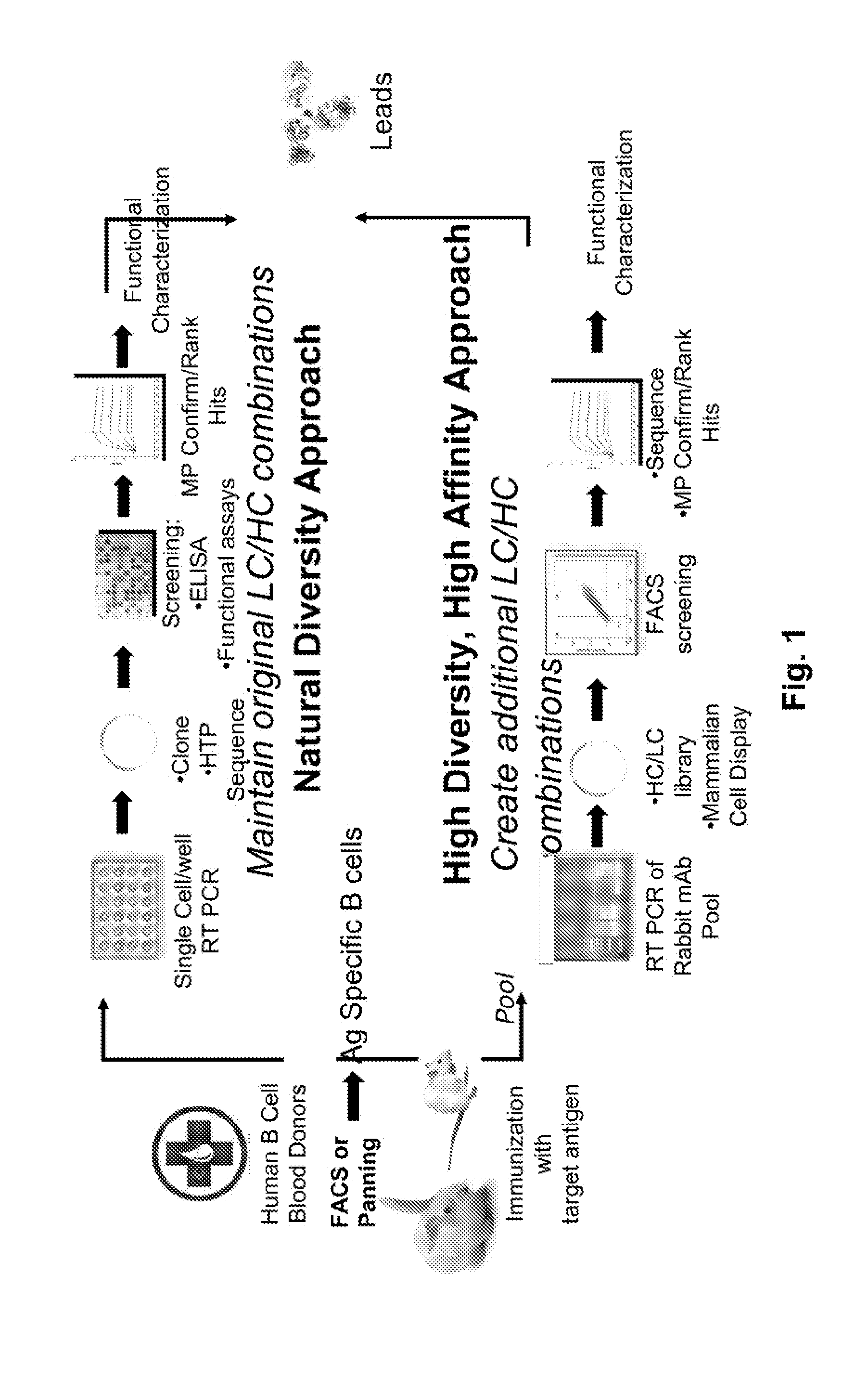 Comprehensive monoclonal antibody generation