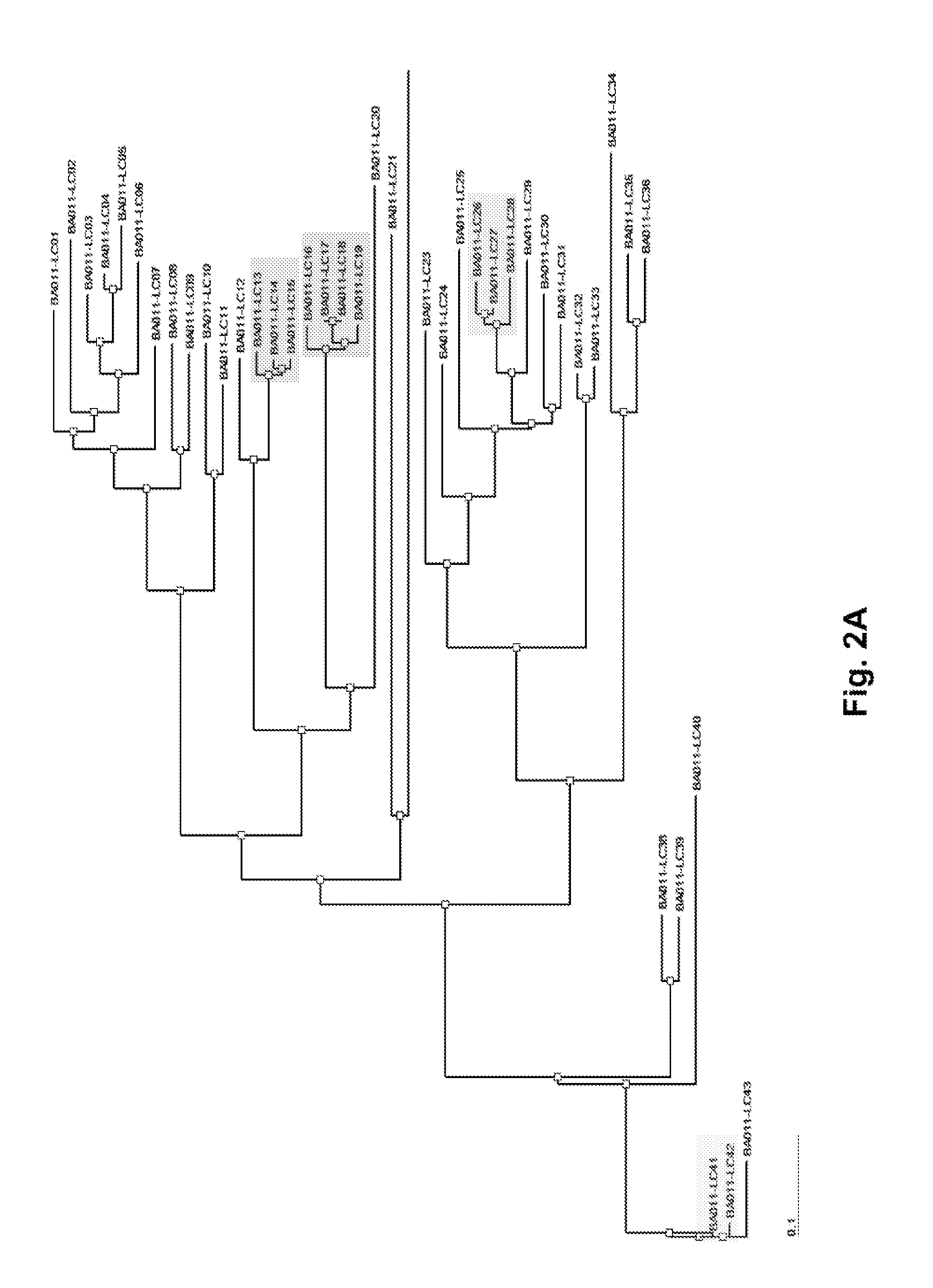 Comprehensive monoclonal antibody generation