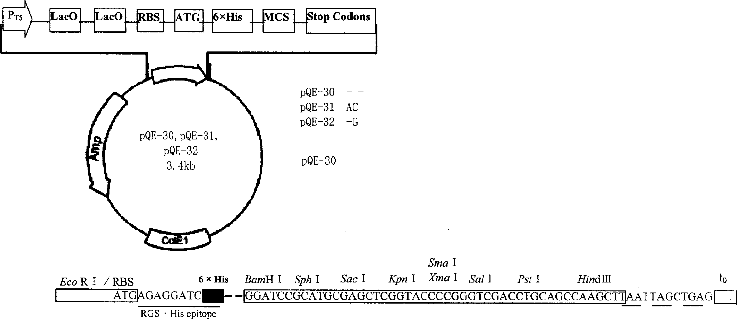 Expression system pES2c in type of exudation outside cell, and preparation method