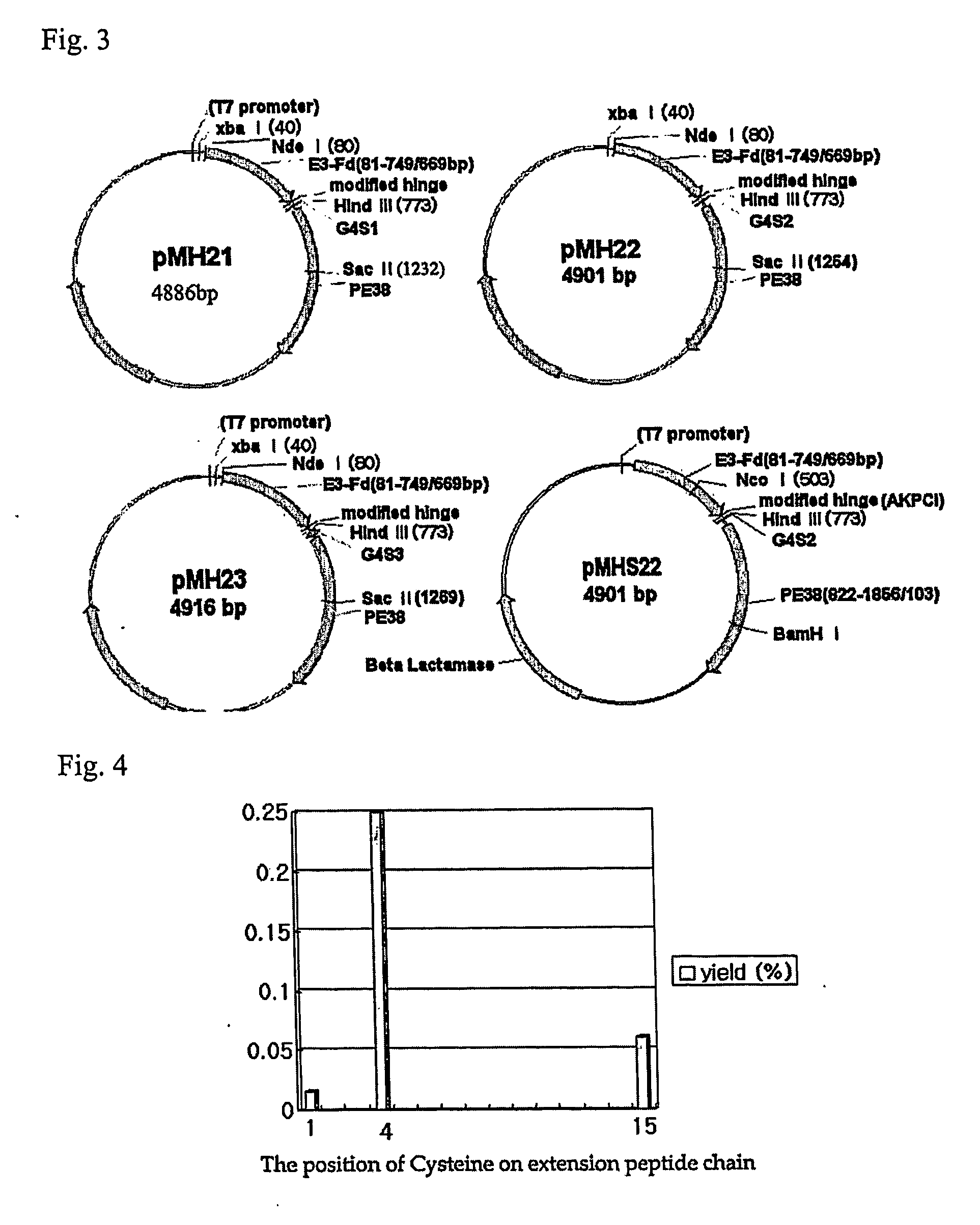 Dimer of chimeric recombinant binding domain-functional group fusion formed via disulfide-bond-bridge and the processes for producing the same