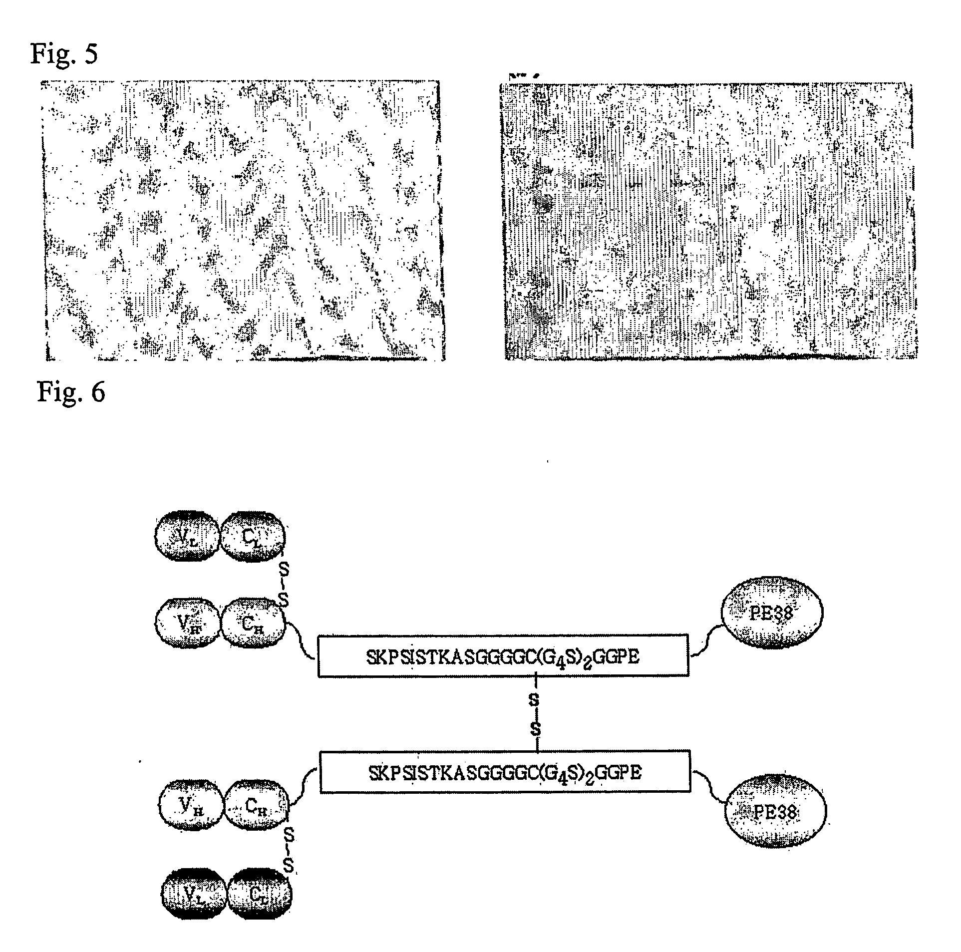 Dimer of chimeric recombinant binding domain-functional group fusion formed via disulfide-bond-bridge and the processes for producing the same