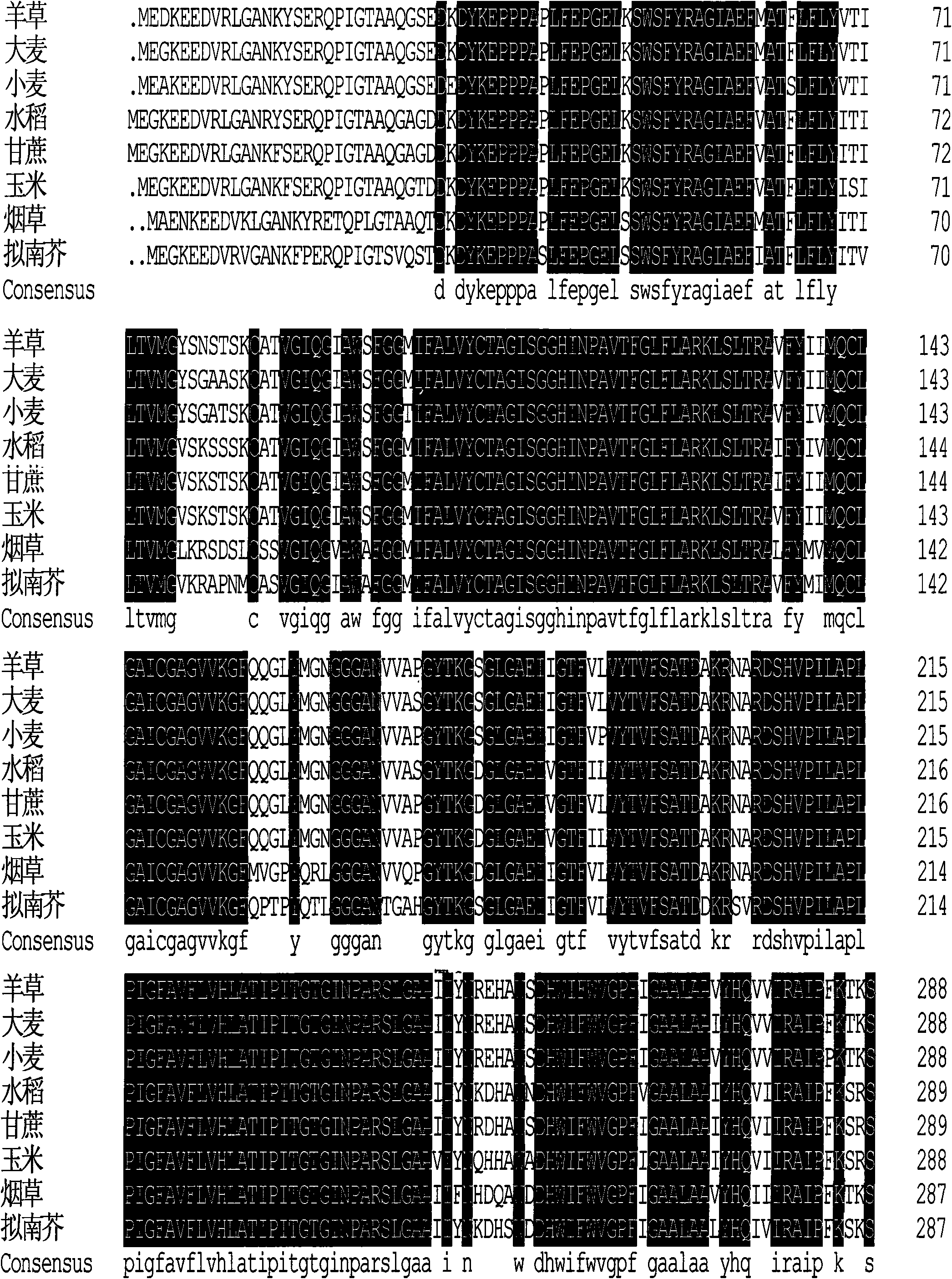 Leymus chinensis aquaporin and encoding gene and application thereof