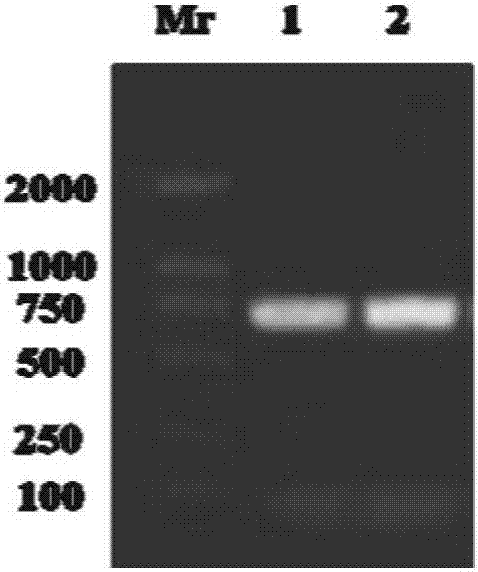 Reproduction marker gene vasa of Sinopotamon henanense and application thereof